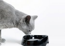 Котик пьет воду из миски