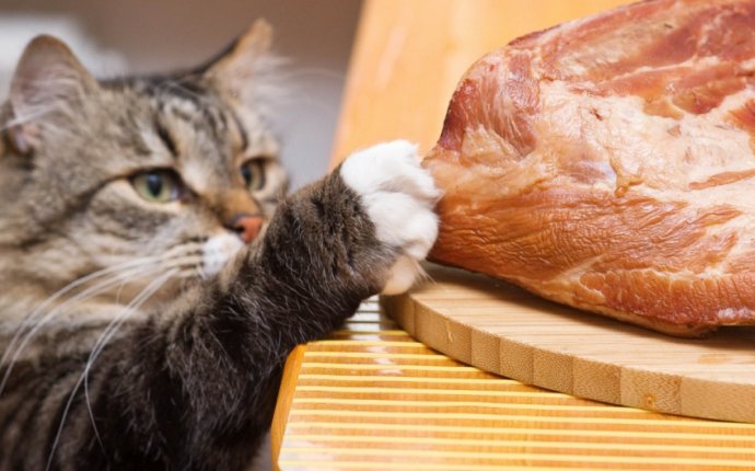 Чем кормить кошку: шпаргалка для заводчика