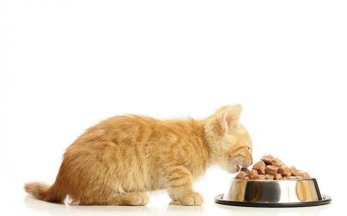 Чем кормить котенка в 3-4 месяца: рацион питания, режим и
