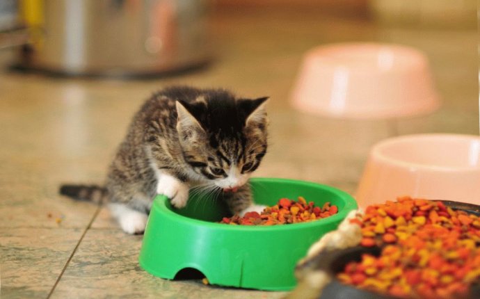 Чем кормить котёнка? | Сайт «Мурло»