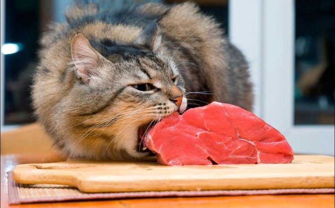 Чем лучше кормить кота в домашних условиях — Термо Дом
