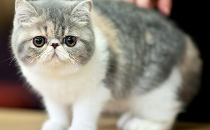 Экзотическая короткошерстная кошка (экзот). 26 фото