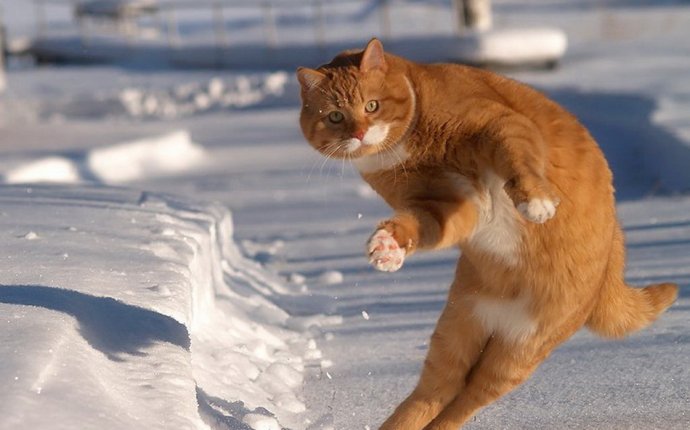 Игры Коты - играй бесплатно в игры кошки и игры с котиками на g404.ru