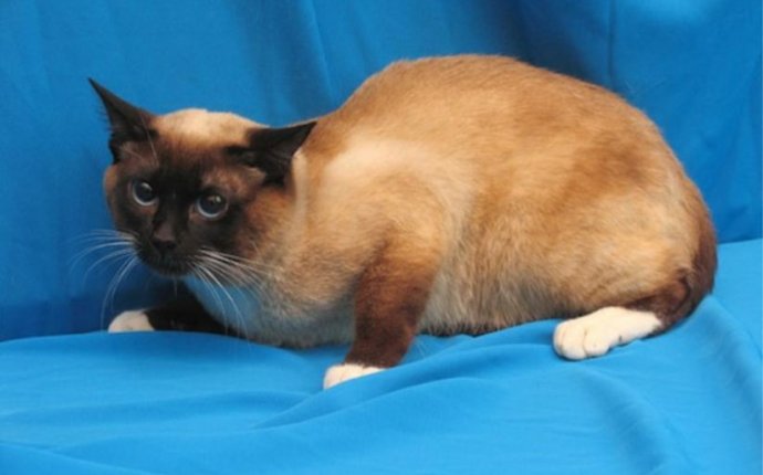 Какие есть породы кошек фото