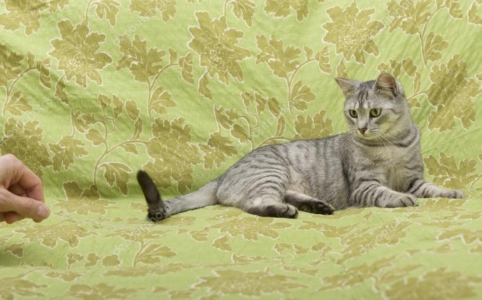 Кошка на зеленом фоне, кошки дома, смешные кошки, Портрет кота