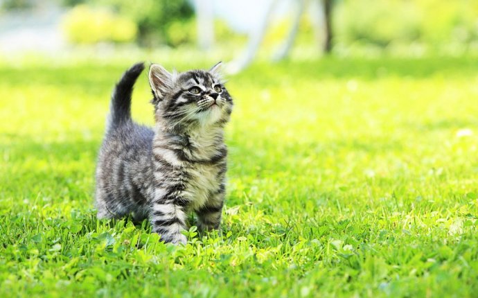 Кот экзот (фото): игрушечный кот с густой шерстью - Kot-Pes