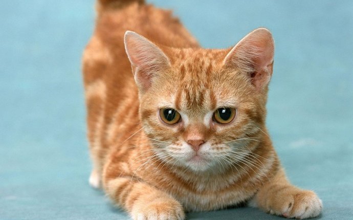 Манчкин - порода кошек с короткими лапами (31 фото)