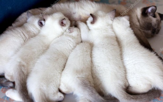 Мать кормление котят кошек — Стоковое фото © ita #39303505