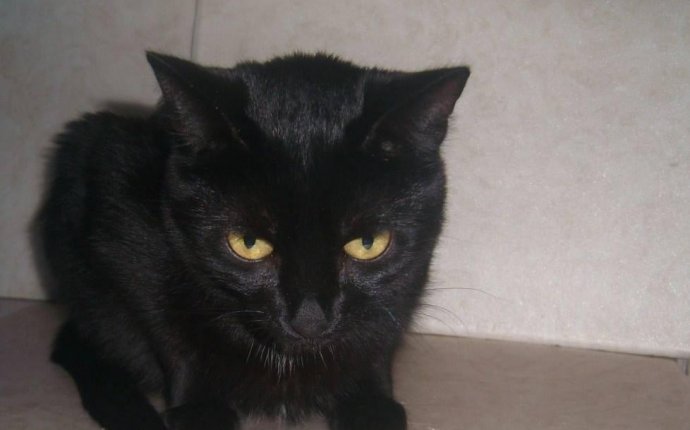 Породы кошек черного окраса фото