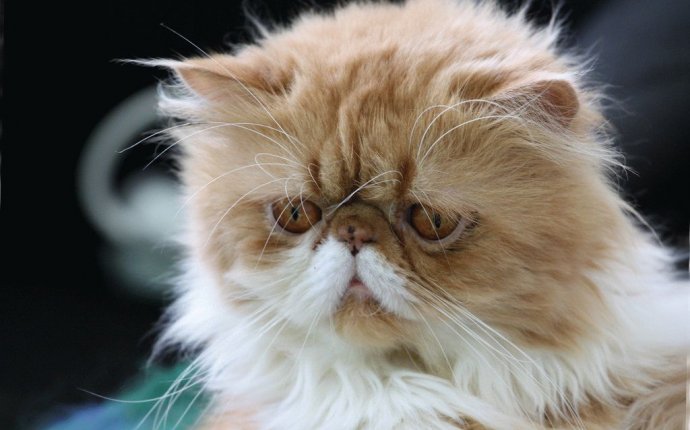 Породы кошек с приплюснутой мордой: фото и факты | Сайт «Мурло»