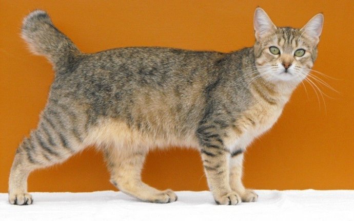 Самые крупные породы домашних кошек - Алексей С. Железнов. Поэт и