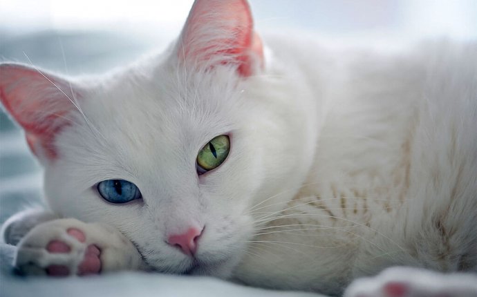 Топ 10 самых дорогих пород кошек мира в порядке убывания