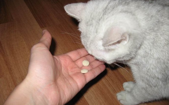 Витамины для кошек с кальцием, для шерсти, какие витамины давать