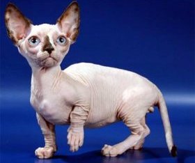 Бамбино (Bambino cat) Бамбино (Bambino cat), фото породы кошек картинка