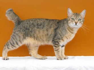 большие породы домашних кошек с фотографиями и названиями: Пикси-боб