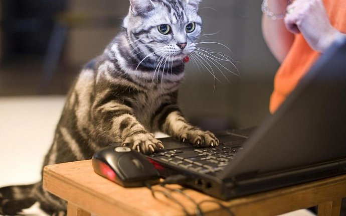 Cat Games On Computer