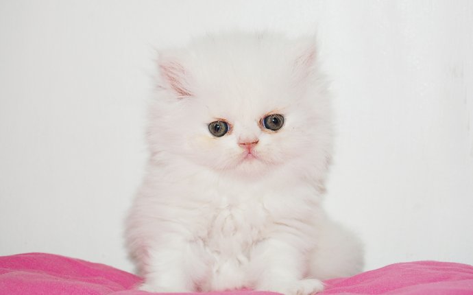 White Pouch Coat