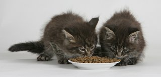 Как правильно кормить кошку?