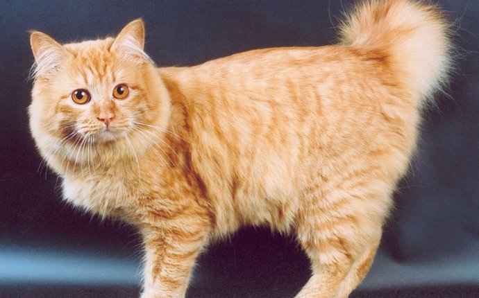 What Kind Of Cats Are