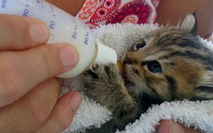 To Feed Little Kittens