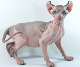 Кошка эльф, фото породы кошек фотография картинка