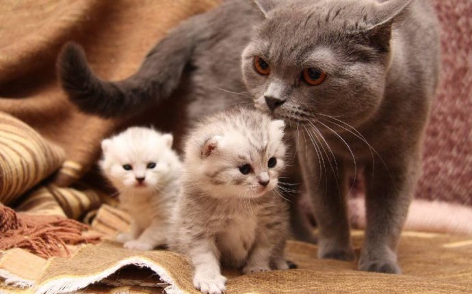 How To Feed Little Kittens