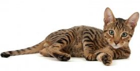 Серенгети кошка породы Серенгети. фото