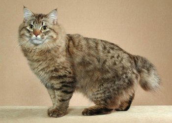очень редкие кошки: Американский бобтейл