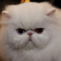 Персидская кошка экстремального типа