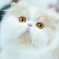 Персидская кошка современного коротконосого типа