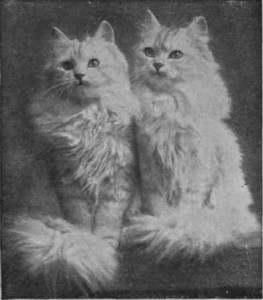 Персидская кошка, старое фото