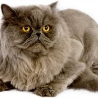 Персидская кошка, внешний вид