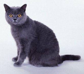 порода кошки большого размера Шартрез