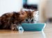 To Feed A Little Kitten