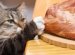 The Best Thing To Feed A Cat