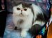 The Cat Photos Are Different