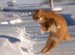 Play Cats
