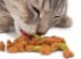 How To Feed A Cat With Dry Feed