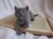 How To Feed A Kitten Properly For Two Months
