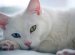 Cat Classification