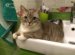 Short Cat Species