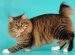 Cats Without Tail
