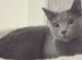 Russian Cat Breed