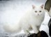 White Cat Species