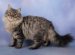 Long-Steep Cat Species