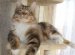 Cat Species From A To Me