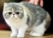 The Most Friendly Species Of Cats