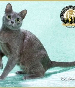 редкие коты: Корат