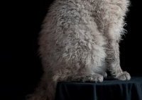 самые дорогие домашние кошки: Лаперм. фото