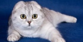 самые дорогие кошки: Шотландская вислоухая порода (скоттиш-фолд). фото